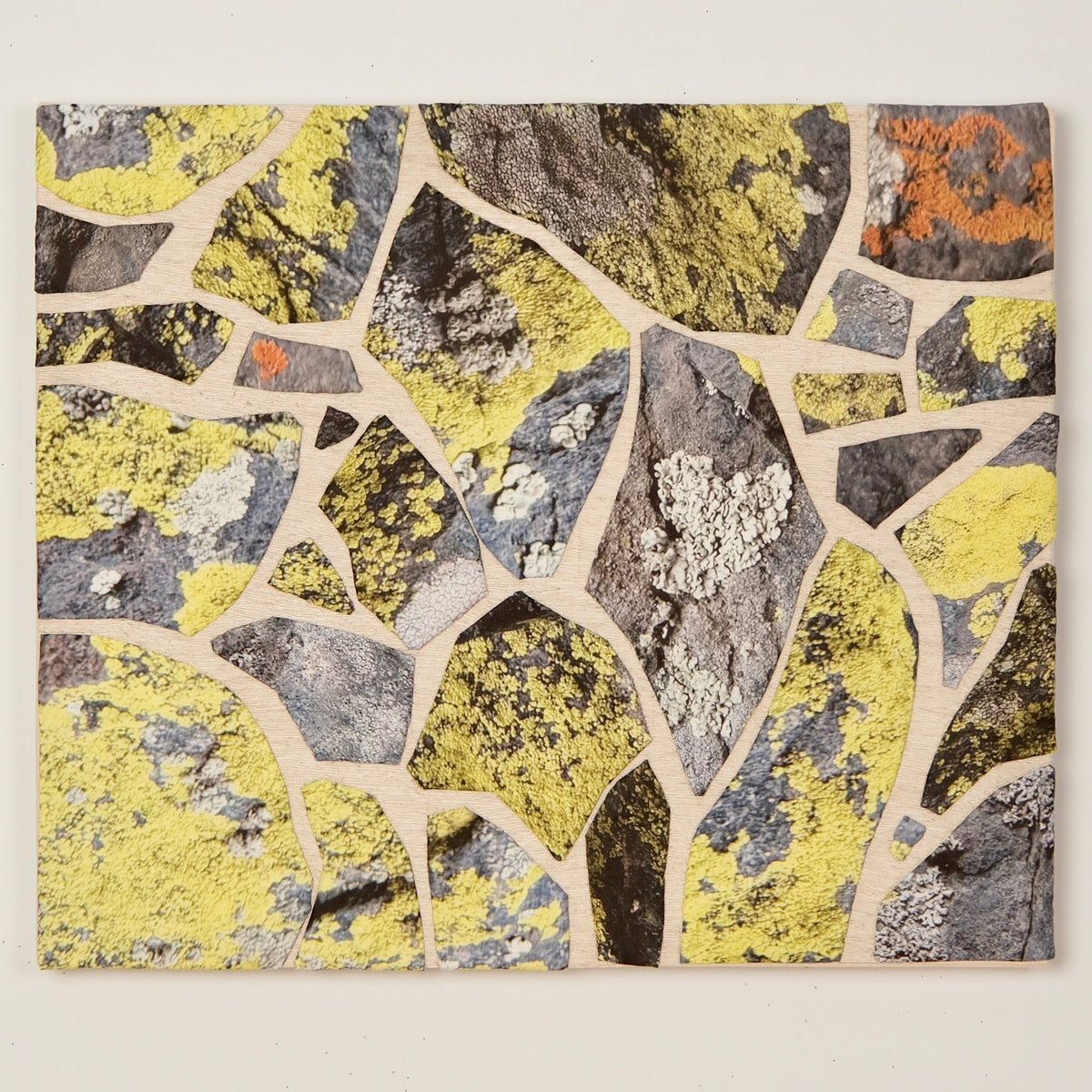 Map Lichen on Atalaya