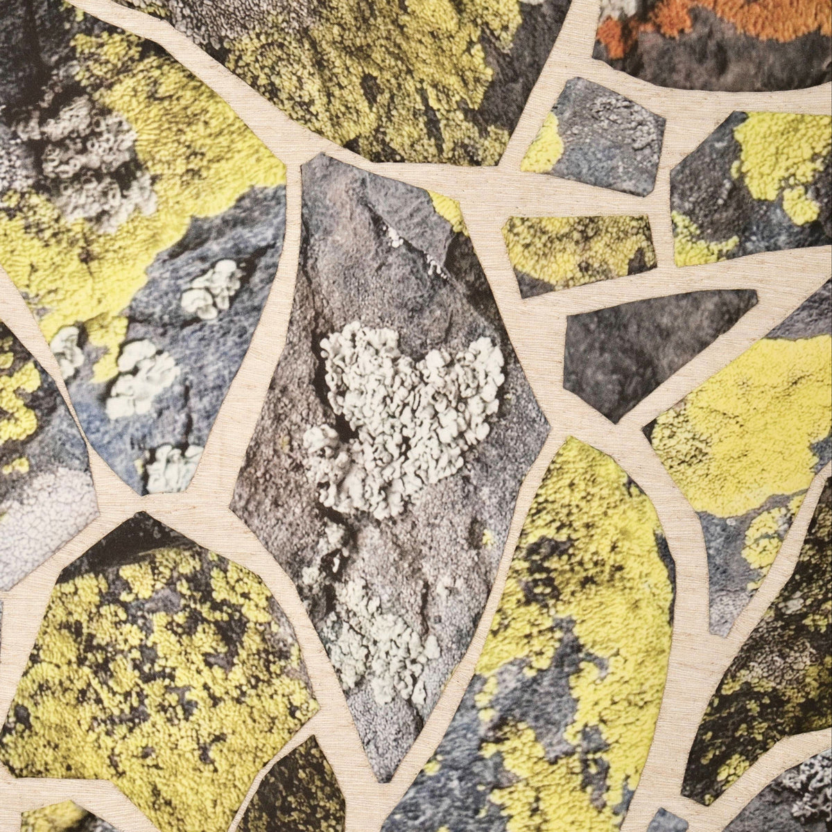 Map Lichen on Atalaya